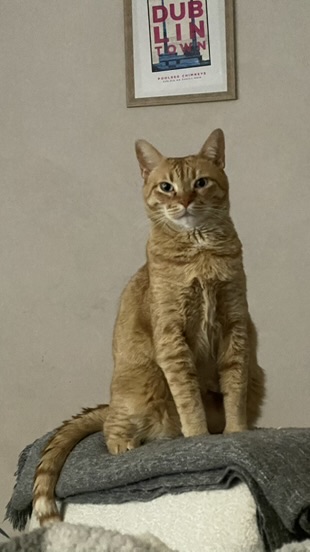 Jordan, a ginger tabby male cat