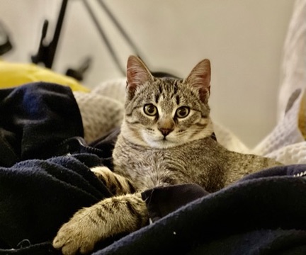 Kobe, a gray tabby male cat