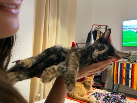 Maya, a tortoiseshell female cat